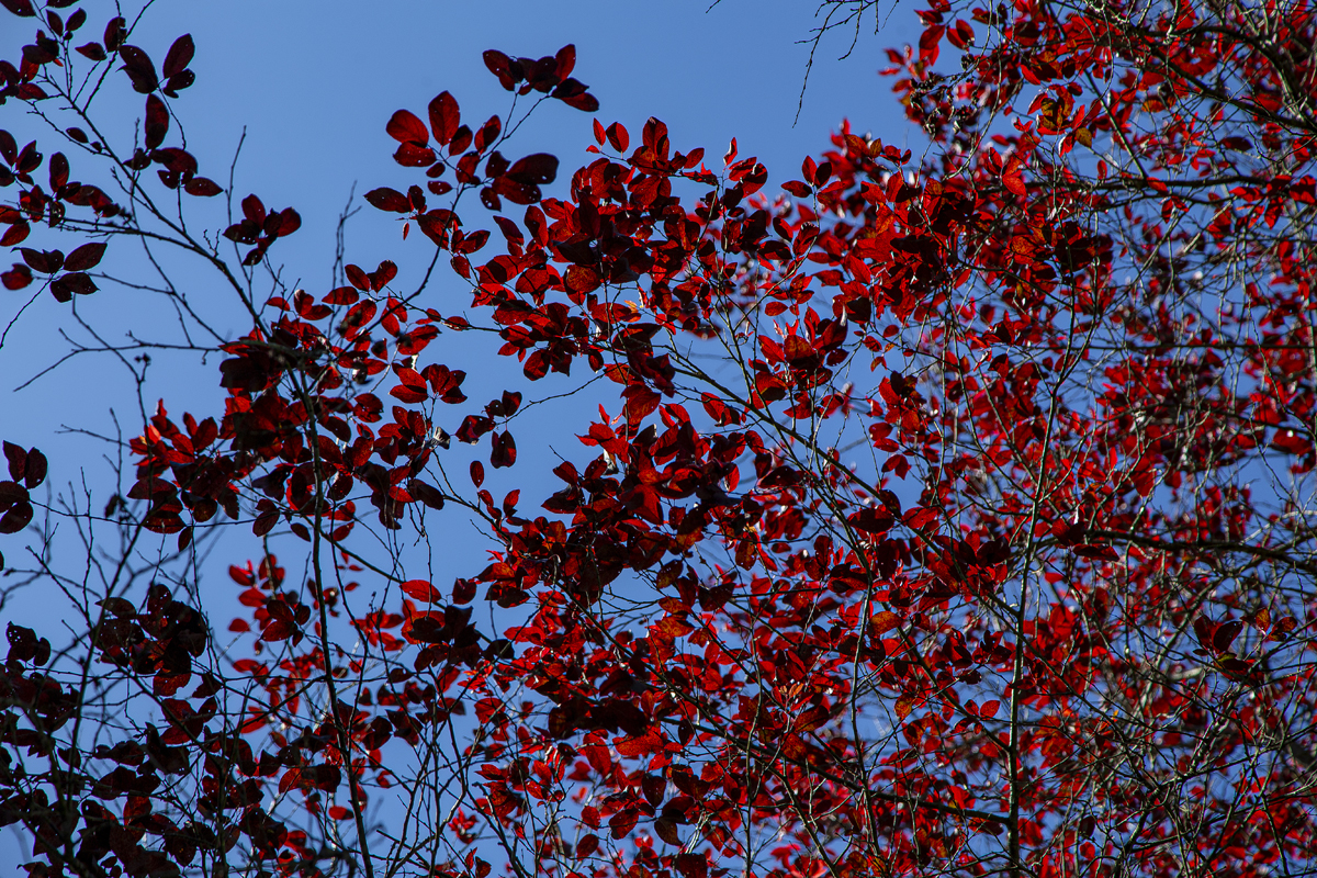 1-104-1612-rote-blaetter-blauer-himmel-kultur-kunst-bilder_l