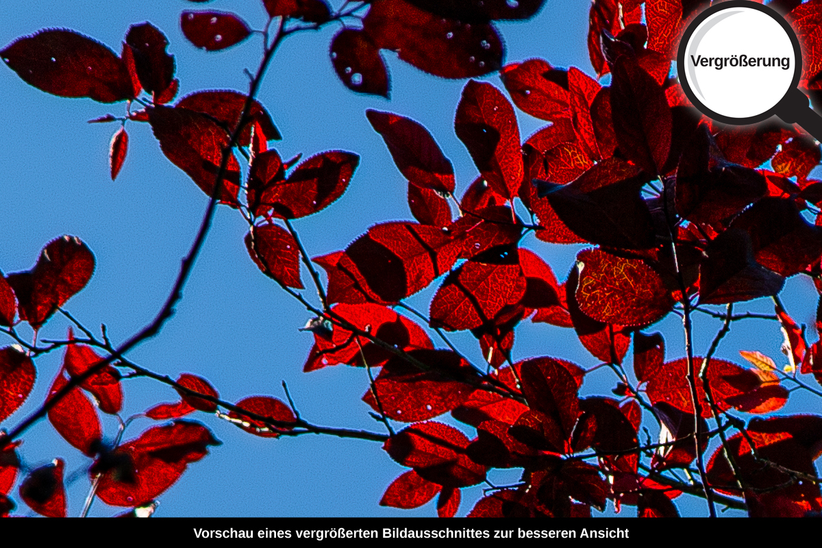 3-104-1612-bild-gross-rote-blaetter-blauer-himmel_l