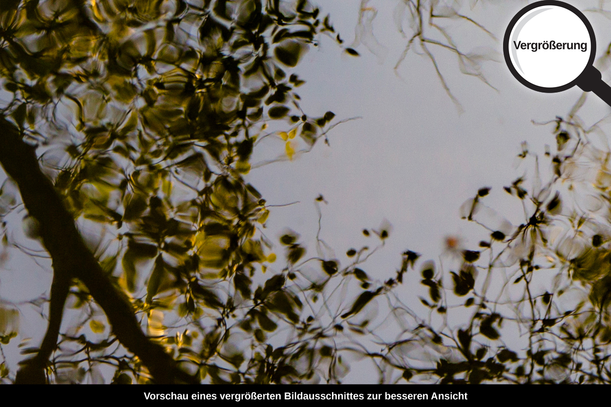 3-108-1593-bild-gross-sommer-wasserspiegel-gruen_l