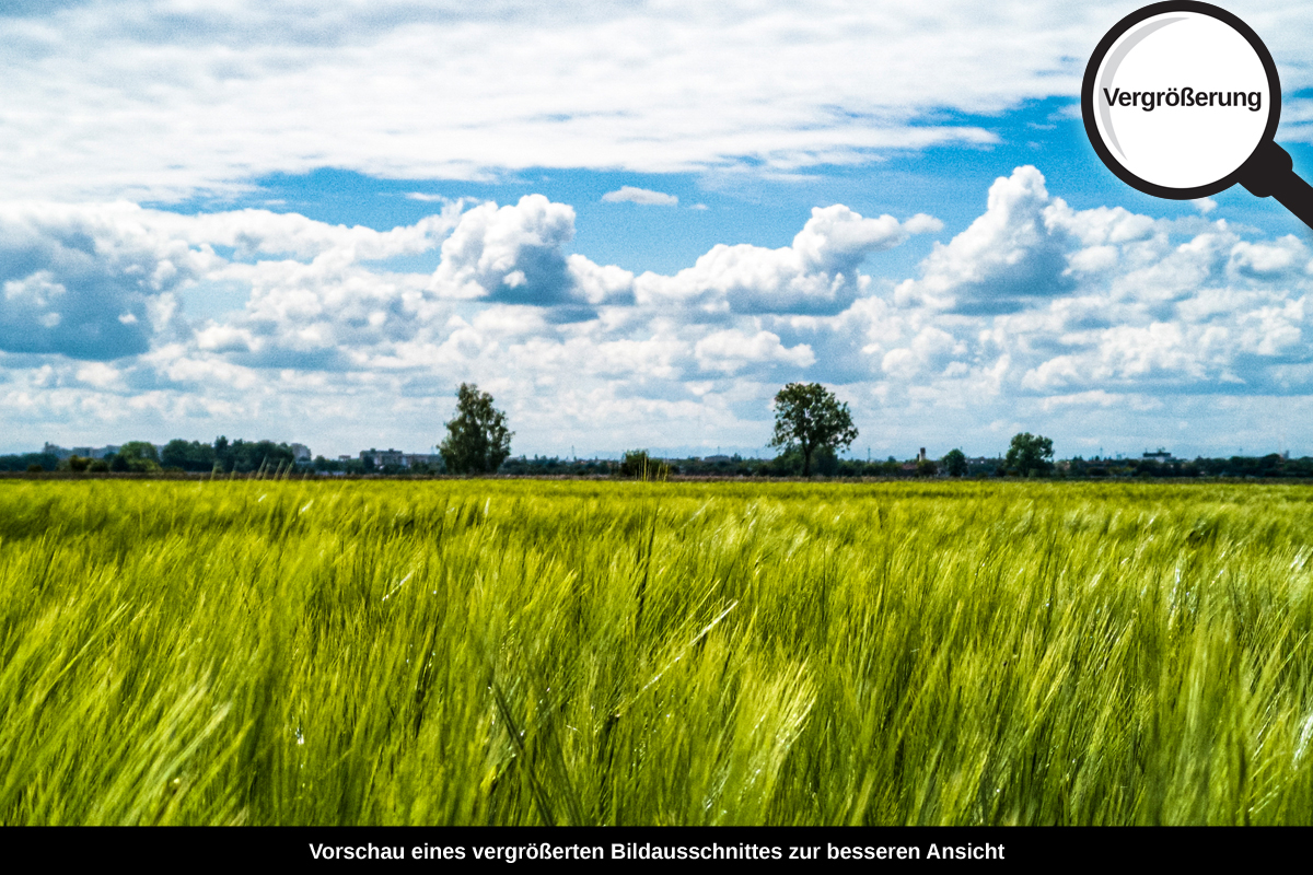 3-108-1658-bild-gross-feld-aehre-wolken_l