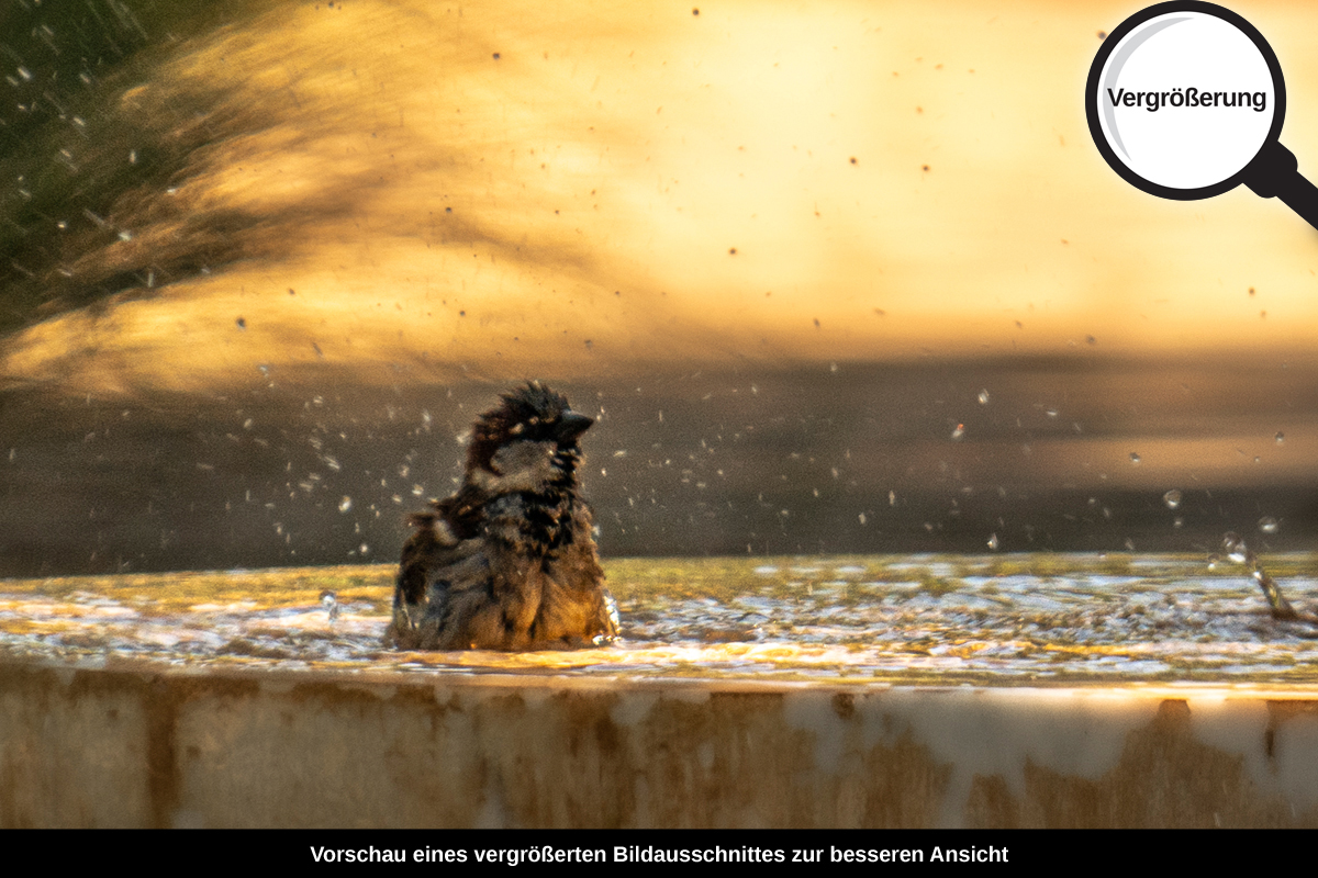 3-109-1671-bild-gross-sperling-wasser-baden-park_l