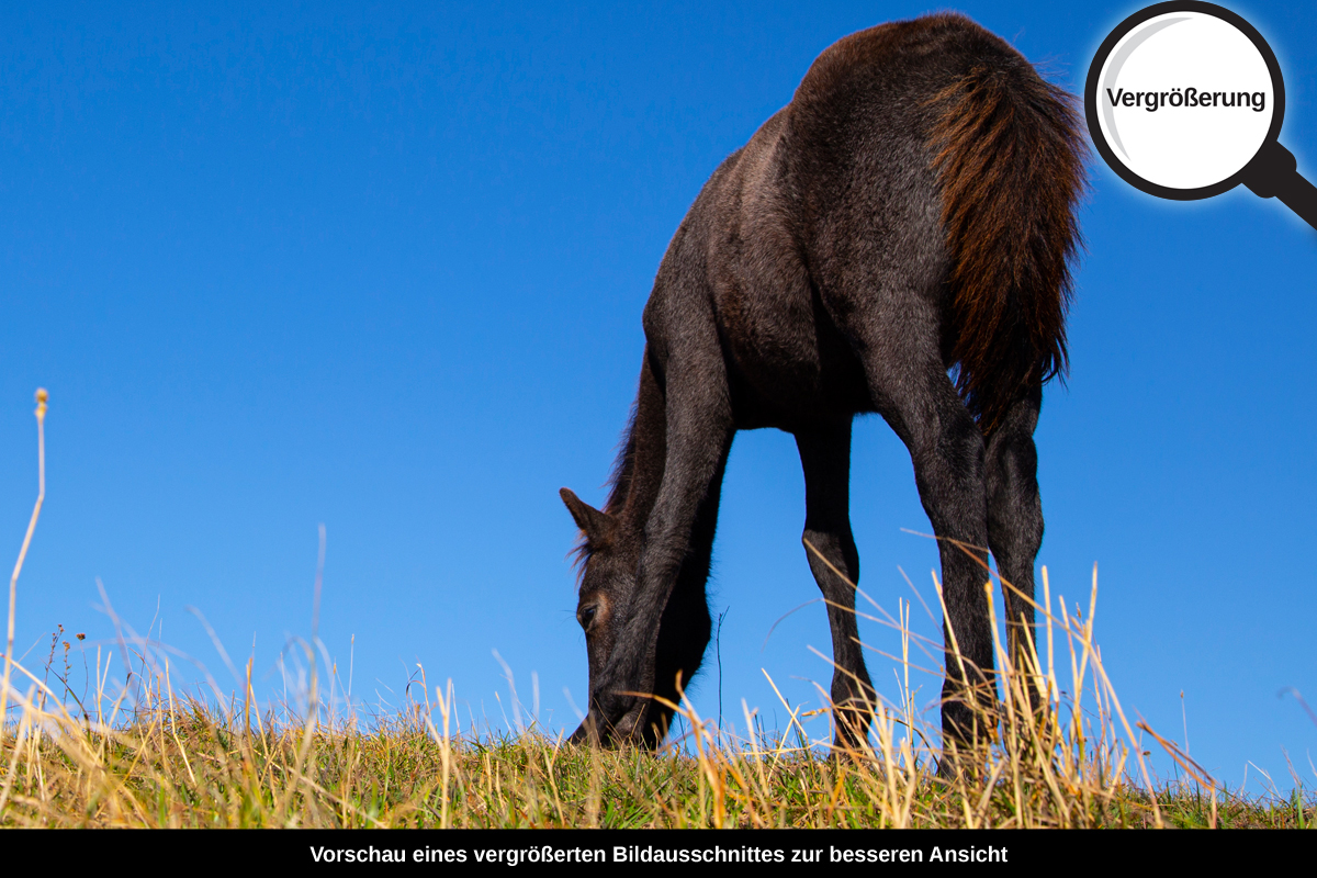 3-114-1517-bild-gross-esel-haustier-fuettern-gras_l