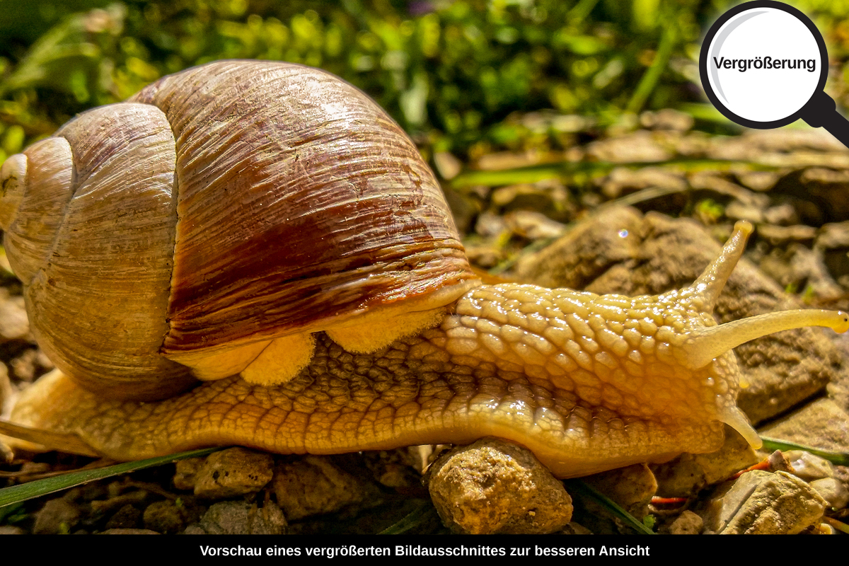 3-114-1647-bild-gross-schnecke-kriechen-stein-gras_l