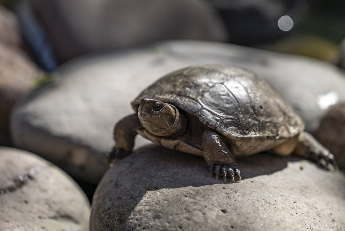 1-114-1669-schildkroete-stein-grau-tier-sonderanfertigungen-motive_l