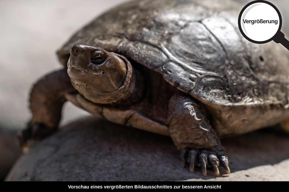 3-114-1669-bild-gross-schildkroete-stein-grau-tier_l