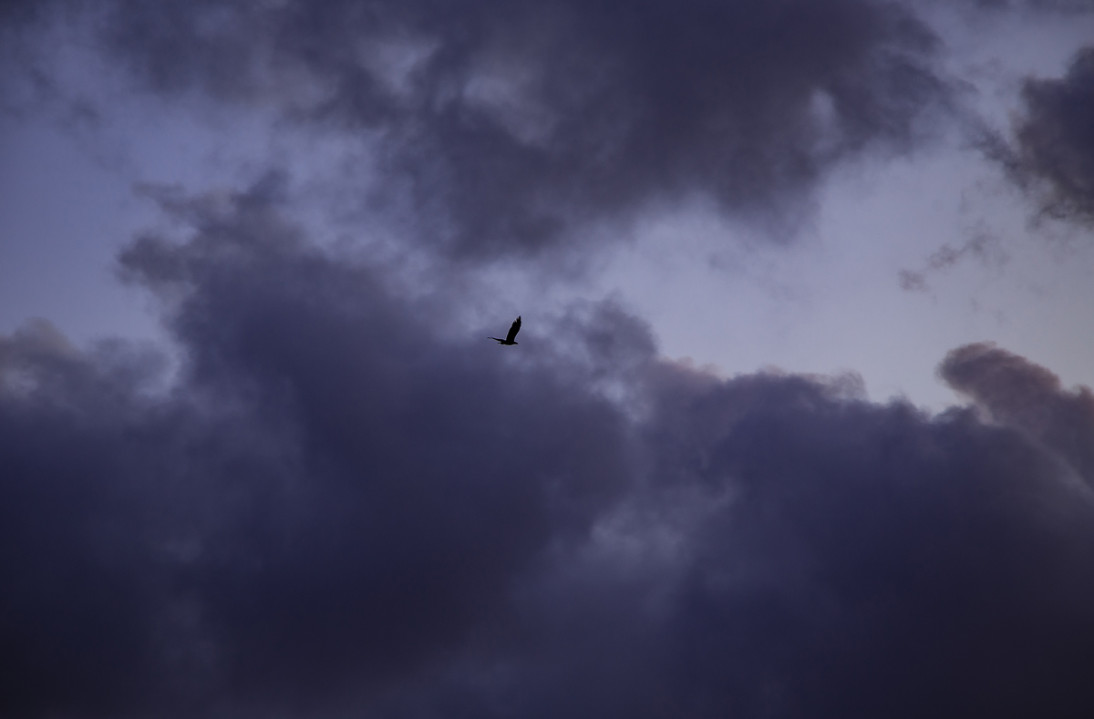 1-116-1571-grau-wolken-vogel-himmel-holzbilder-galerie_l