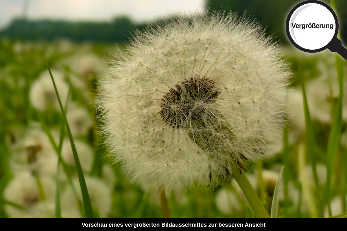 3-117-1641-bild-gross-loewenzahn-weiss-weich-blumenfeld_l