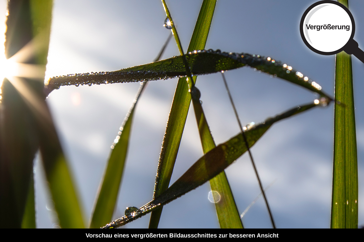 3-108-1267-bild-gross-scheinen-tautropfen-nass-gras_l