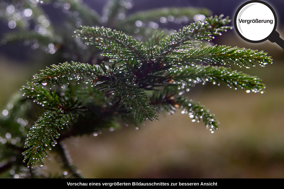 3-108-1278-bild-gross-nadel-tropfen-regen_l