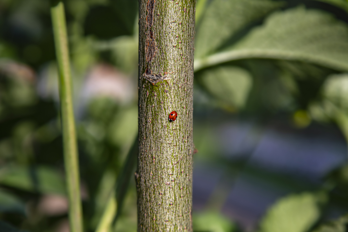 1-108-1312-marienkaefer-sommer-baum-hochwertige-fotokunst-kunst-bilder_l