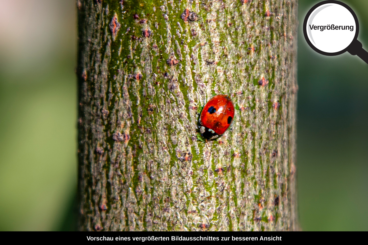 3-108-1312-bild-gross-marienkaefer-sommer-baum_l