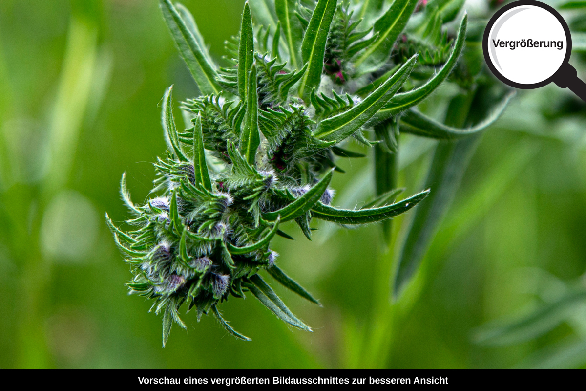 3-109-1088-bild-gross-blume-sommer-pflanze_l
