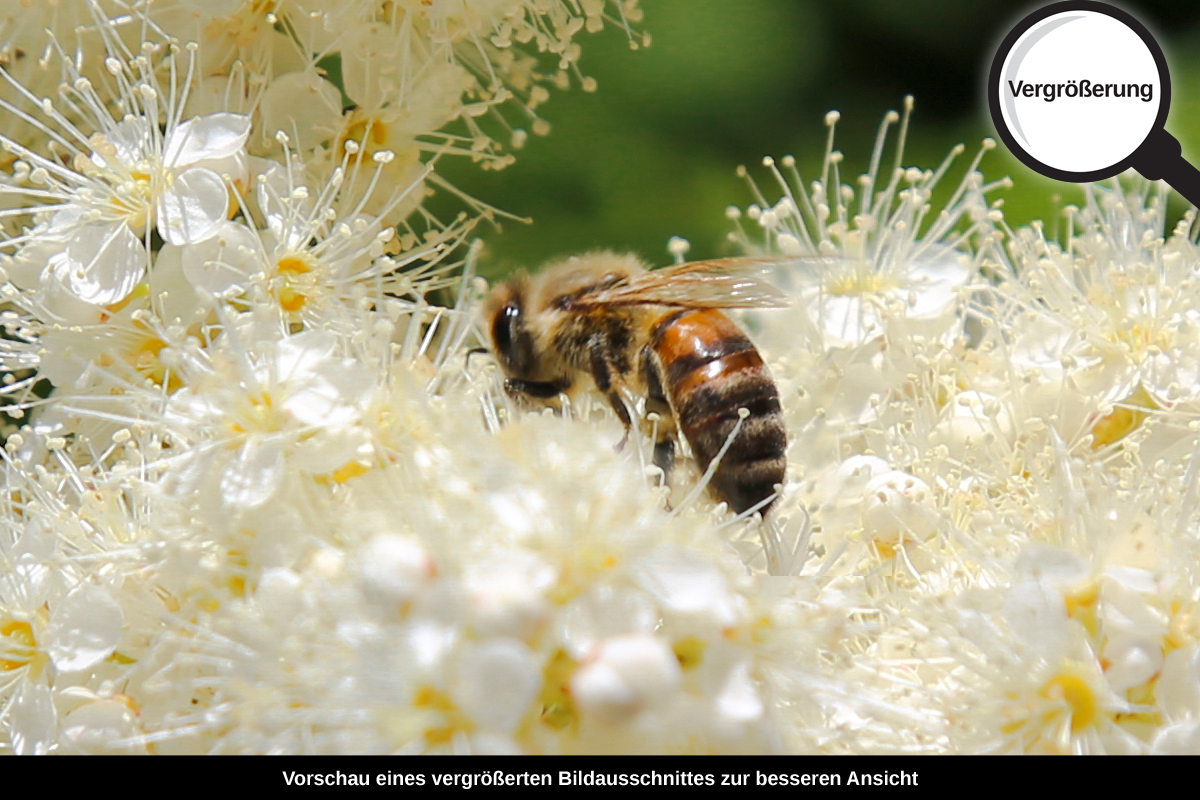 3-109-1110-bild-gross-fruehling-biene-duft-bluete_l