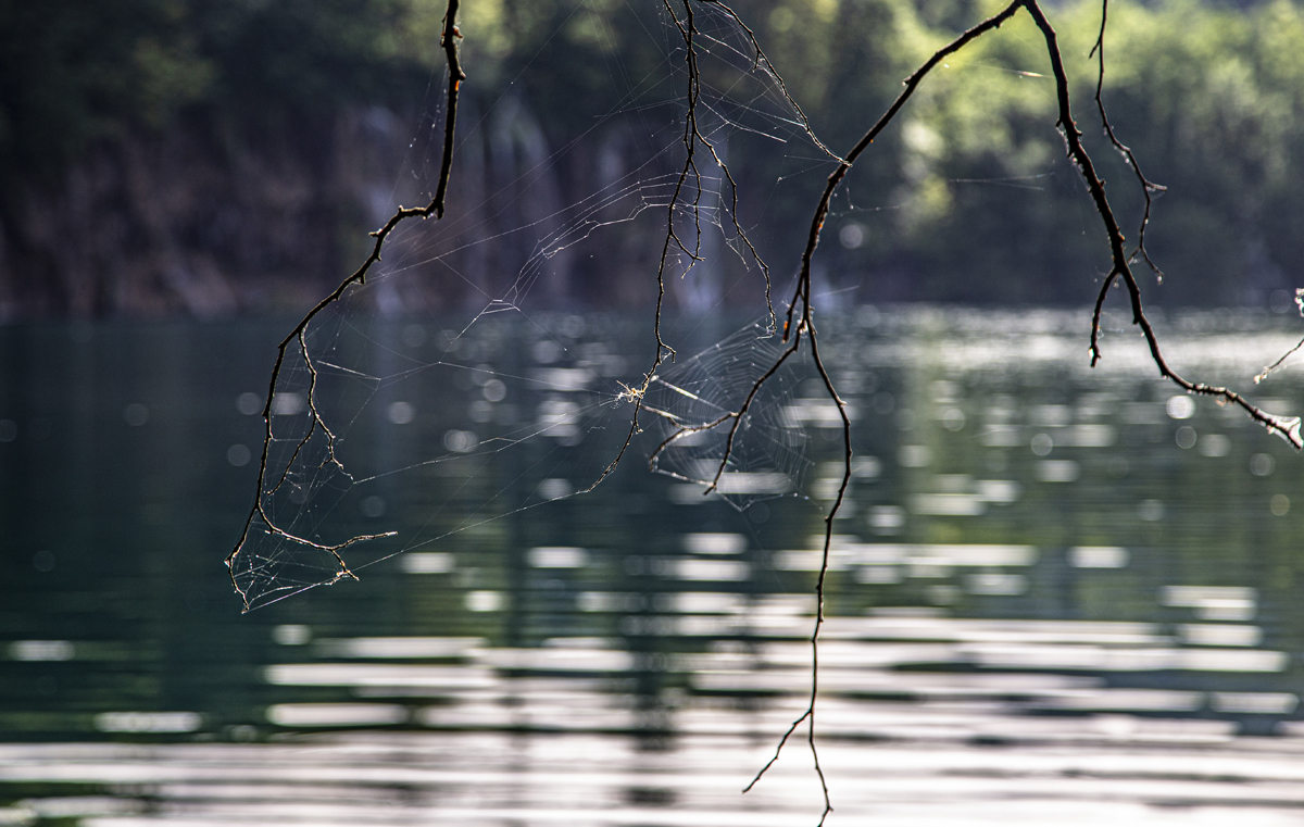 1-109-1168-wasser-zweige-spinngewebe-muenchen-bilder-onlineshop_l