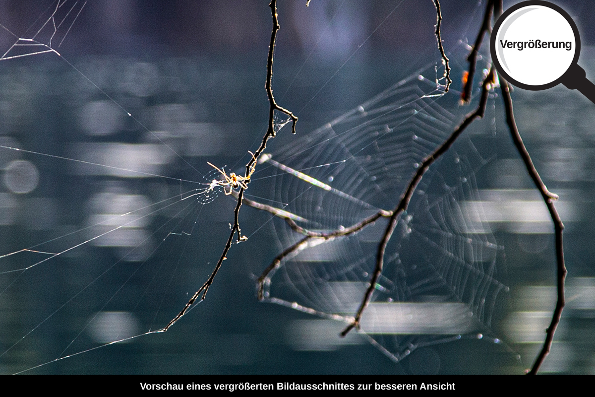 3-109-1168-bild-gross-wasser-zweige-spinngewebe_l