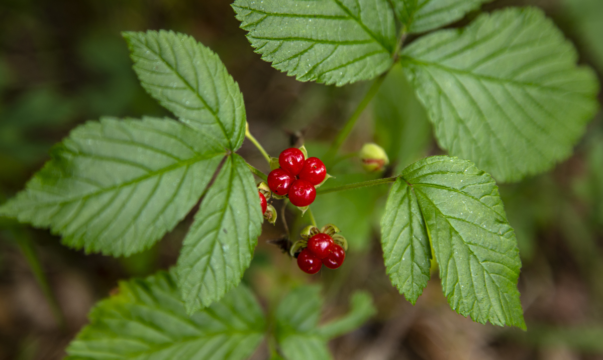 1-109-1228-wild-beere-sommer-wandbilder-wohnzimmerwand_l