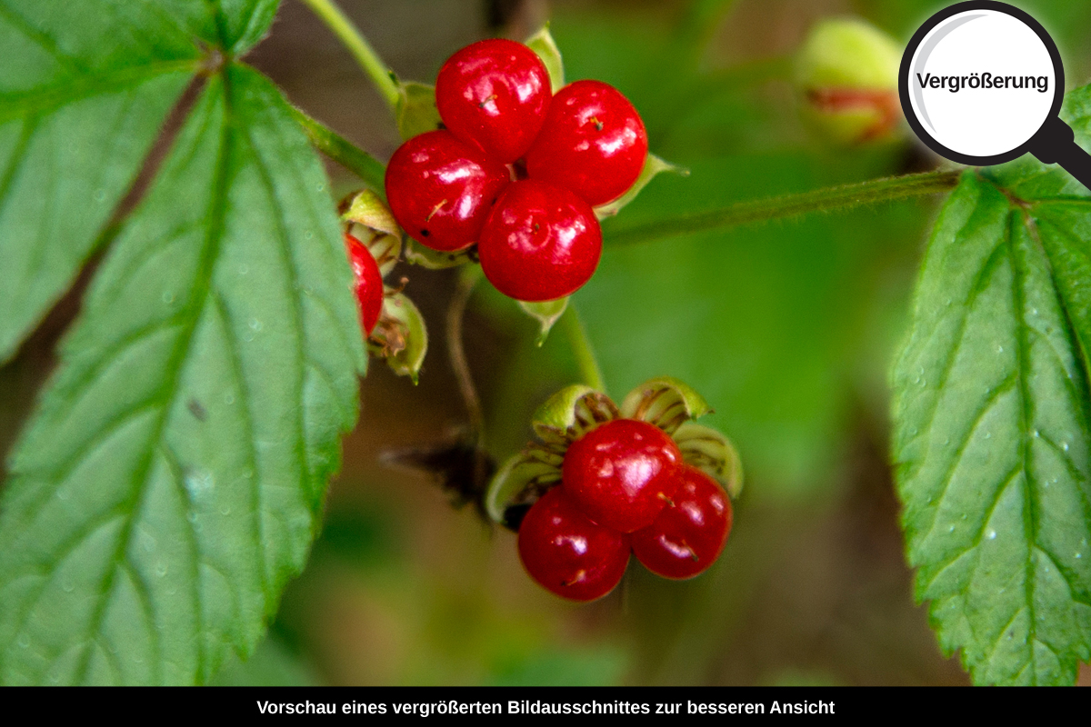 3-109-1228-bild-gross-wild-beere-sommer_l