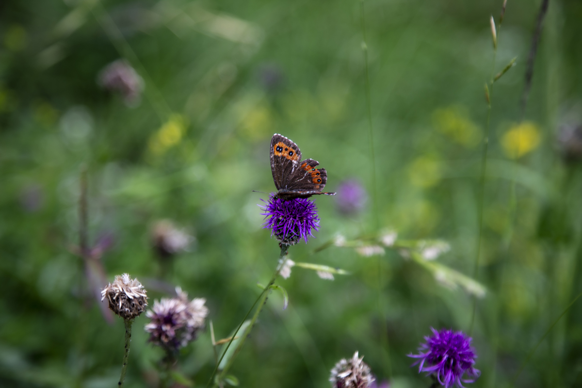 1-109-1236-kopfklee-schmetterling-xxl-bild-wohnzimmerwand_l