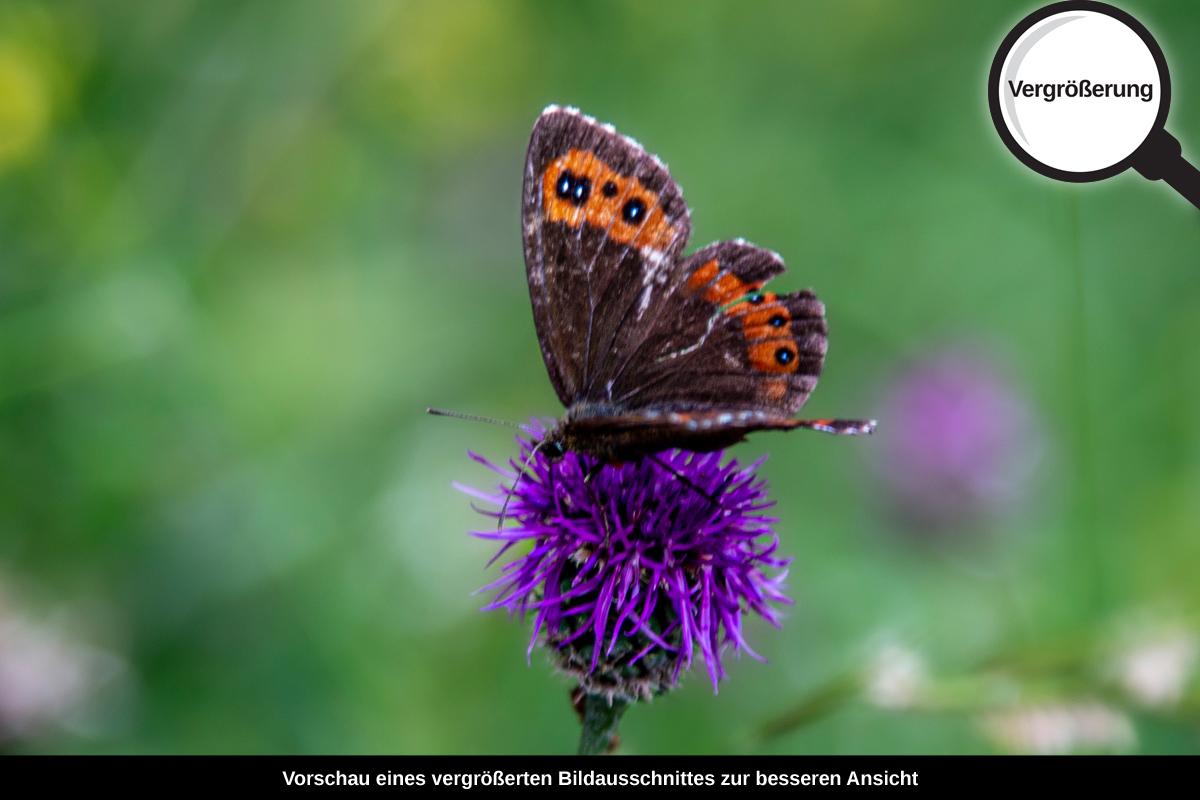 3-109-1236-bild-gross-kopfklee-schmetterling_l