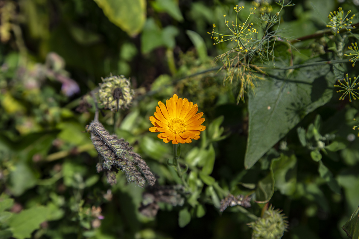 1-117-1320-bluemchen-orange-gruen-sommer-bild-kaufen-fotografie_l