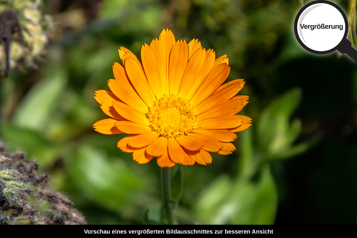 3-117-1320-bild-gross-bluemchen-orange-gruen-sommer_l