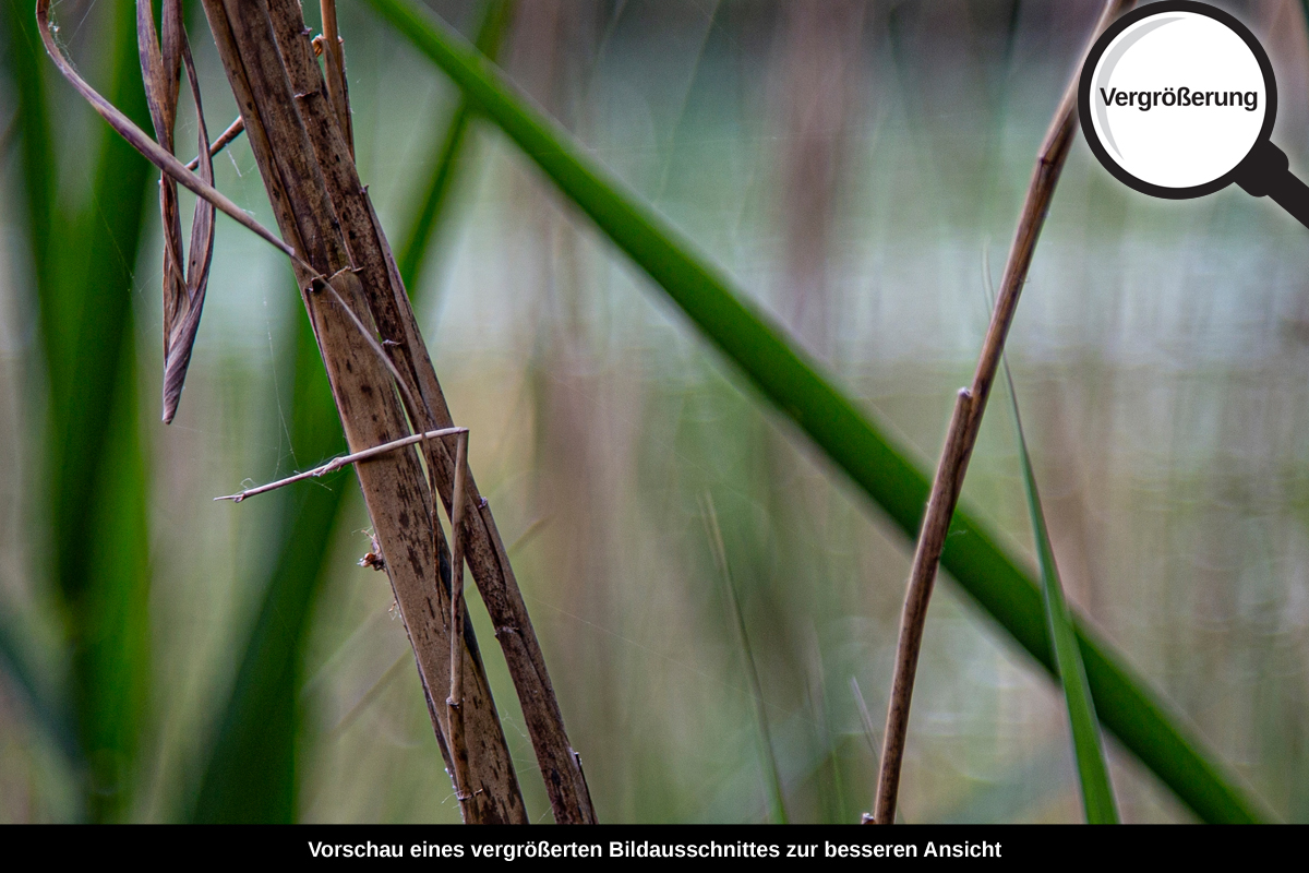 3-109-1145-bild-gross-gras-wasser_l