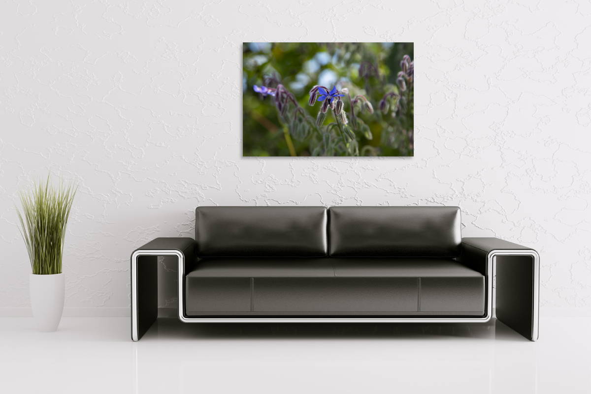 2-117-1285-wohnzimmer-feldblume-natur-sommer-einzigartig-art-gallery_l