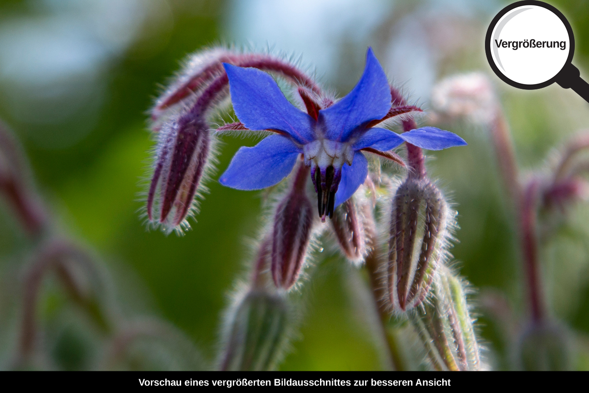 3-117-1285-bild-gross-feldblume-natur-sommer_l