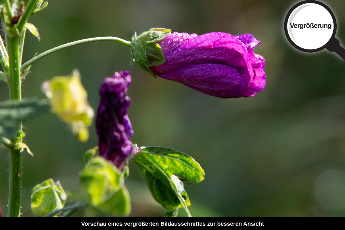 3-117-1275-bild-gross-morgen-tropfen-aufwachen-blume_l