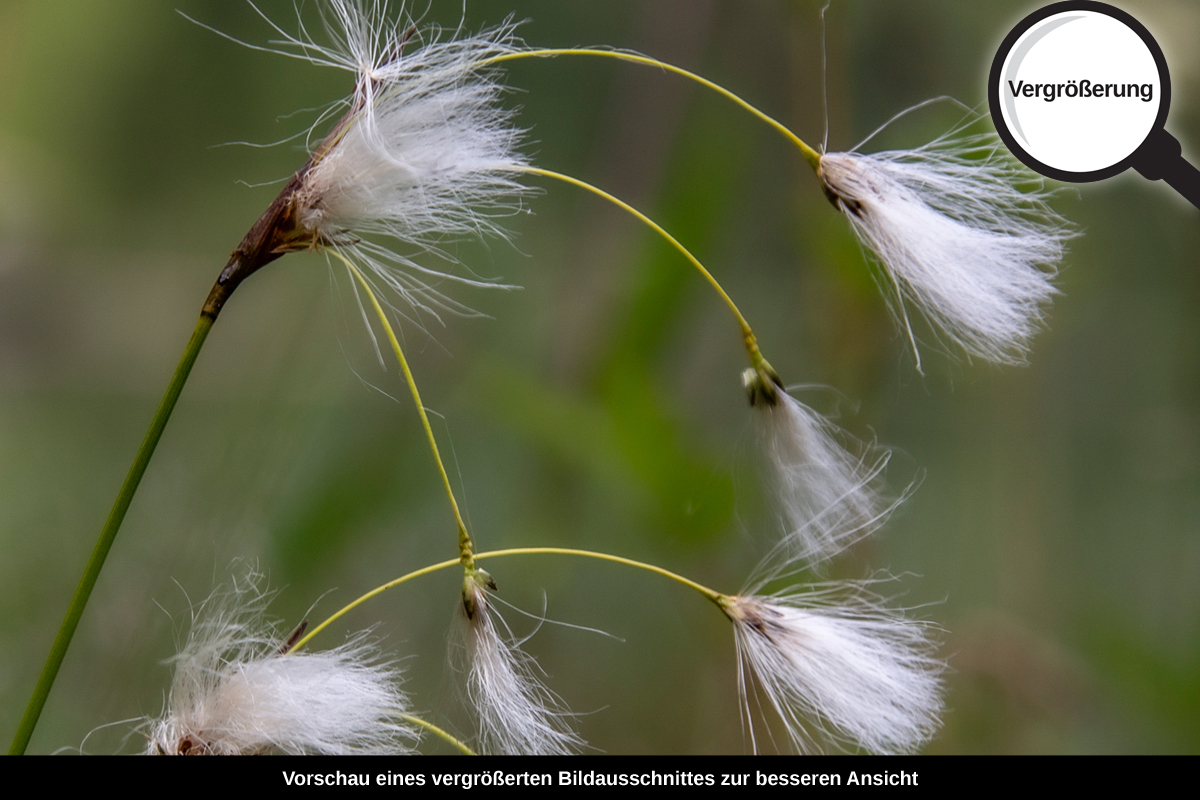 3-117-1268-bild-gross-rispe-weiss-weich-blume_l