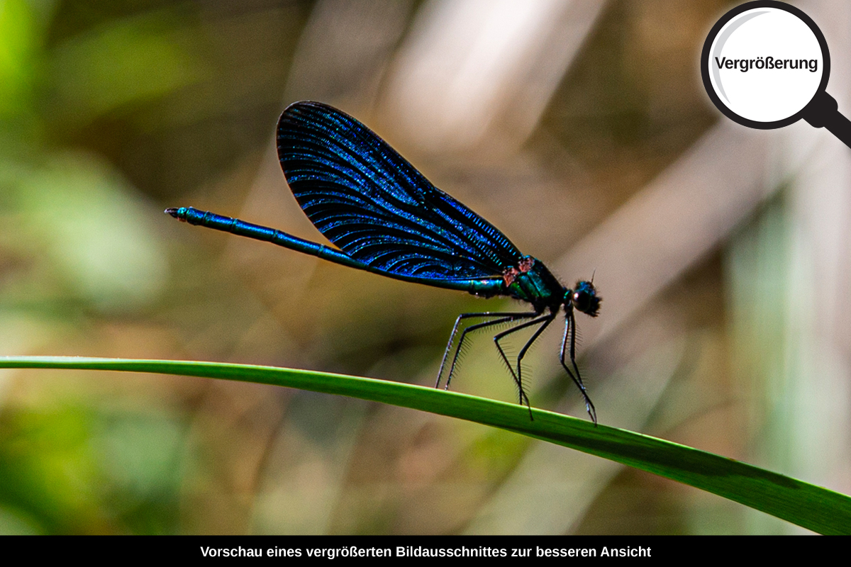 3-114-1120-bild-gross-libelle-insekt-gras-natur_l