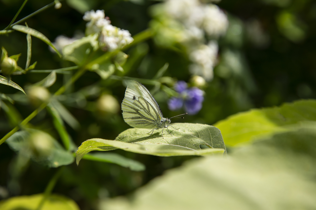 1-114-1280-schmetterling-blatt-gruen-blumen-xxl-bild-reproduktionen_l