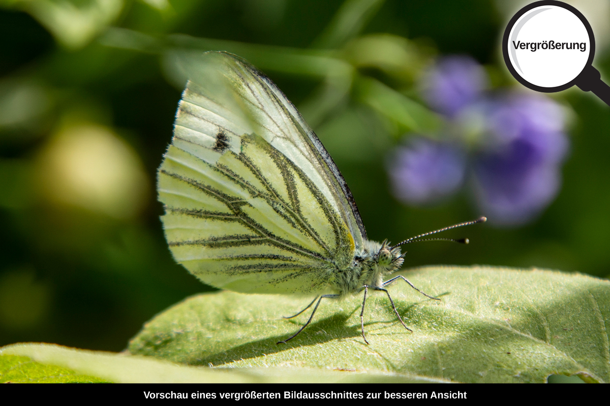 3-114-1280-bild-gross-schmetterling-blatt-gruen-blumen_l