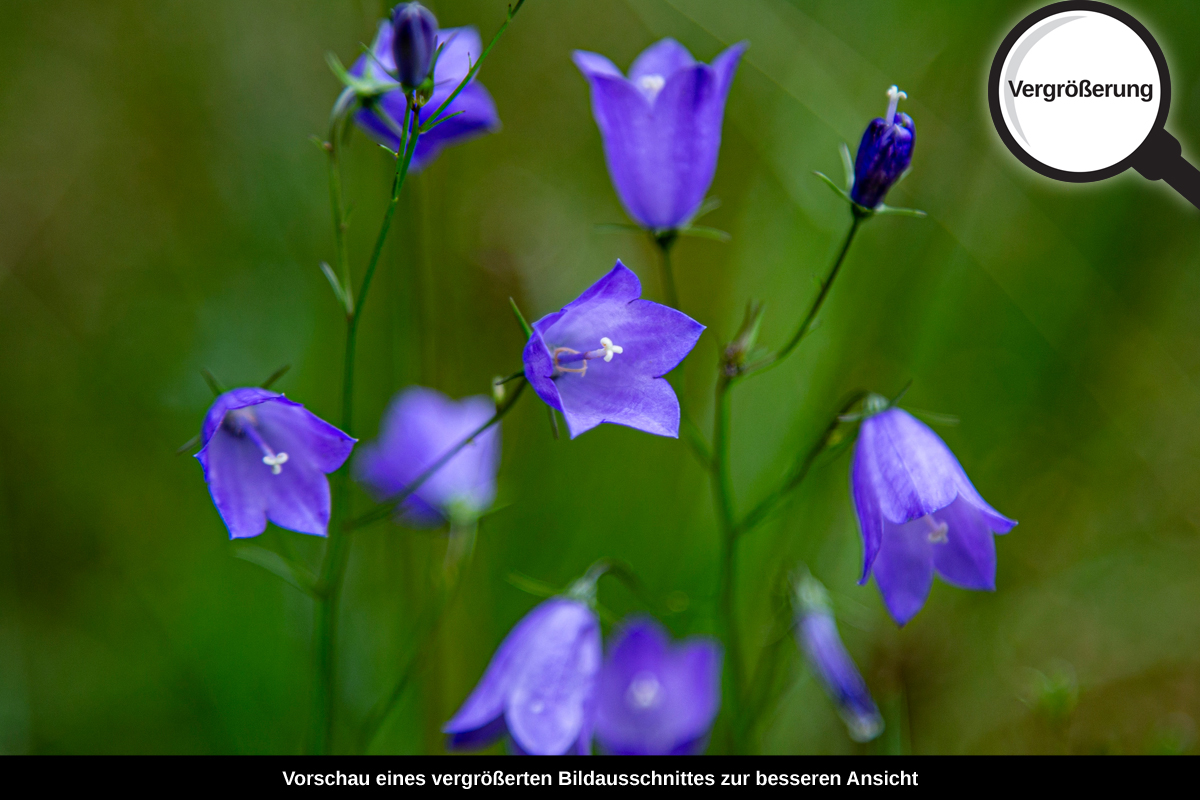 3-117-1227-bild-gross-gloeckchen-lila-mild-freude_l