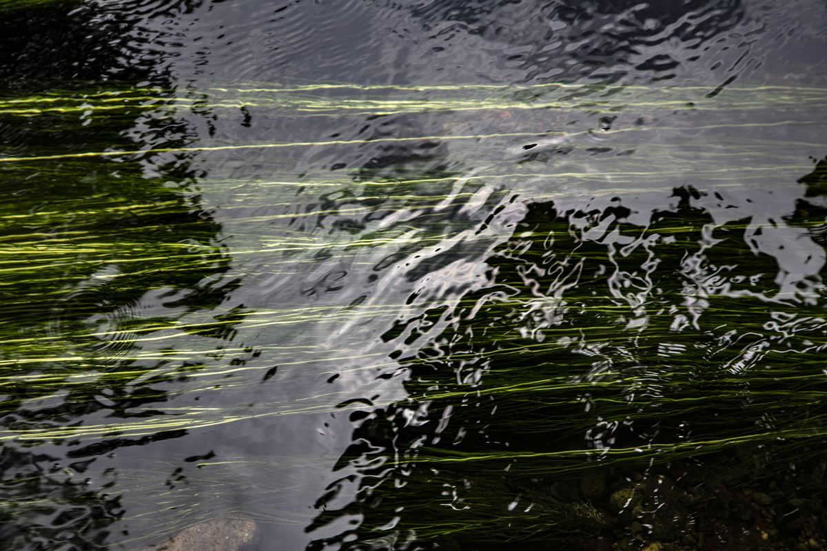 1-115-1090-wasser-spiegelung-pflanze-portraets-kunstwerken_l