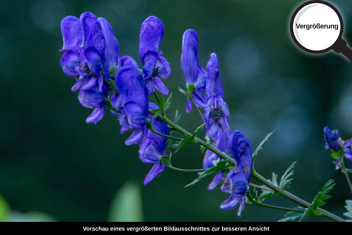 3-117-1185-bild-gross-blume-violett-sommer-feld_l