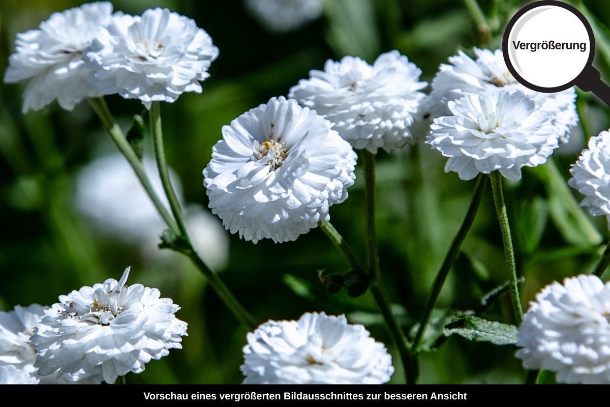 3-117-1158-bild-gross-weiss-braut-blume-kugel_l