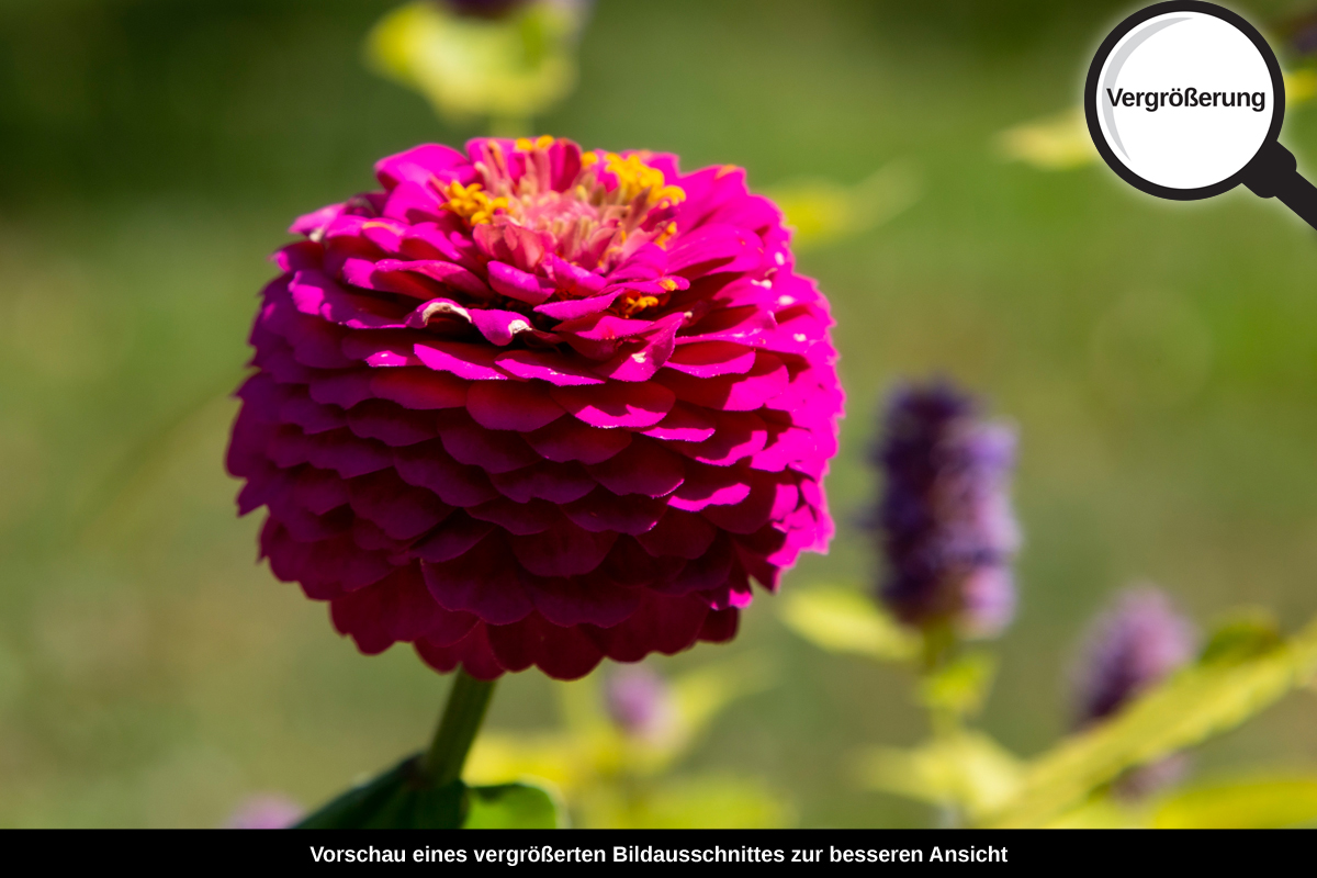 3-117-1155-bild-gross-magenta-kugel-blumenfeld_l