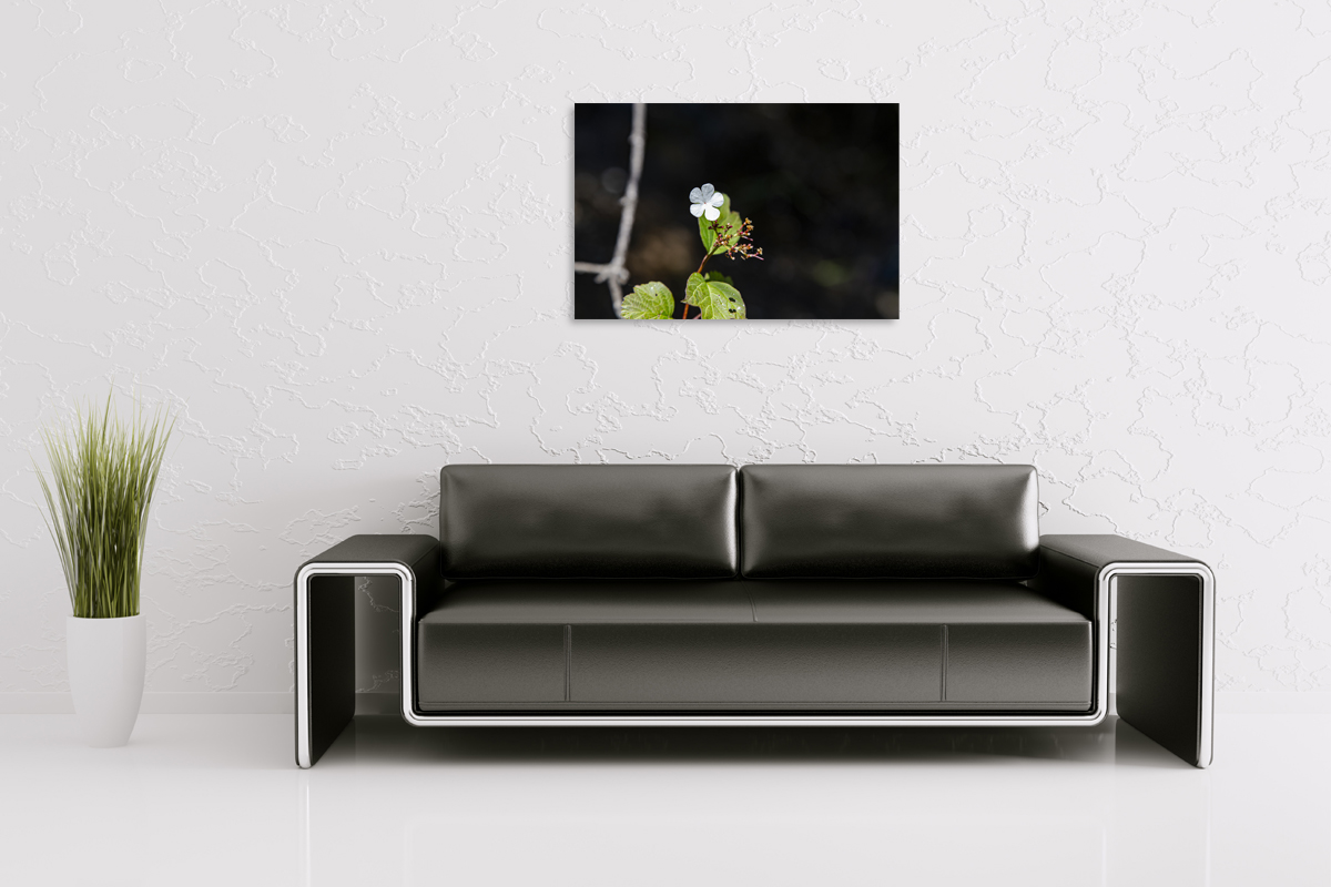 2-117-1098-wohnzimmer-weiss-bluete-blume-fruehling-gratis-versand-fotokunst-online-kaufen_l
