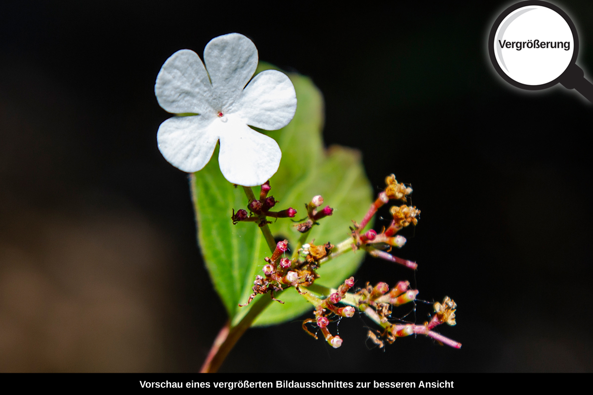 3-117-1098-bild-gross-weiss-bluete-blume-fruehling_l