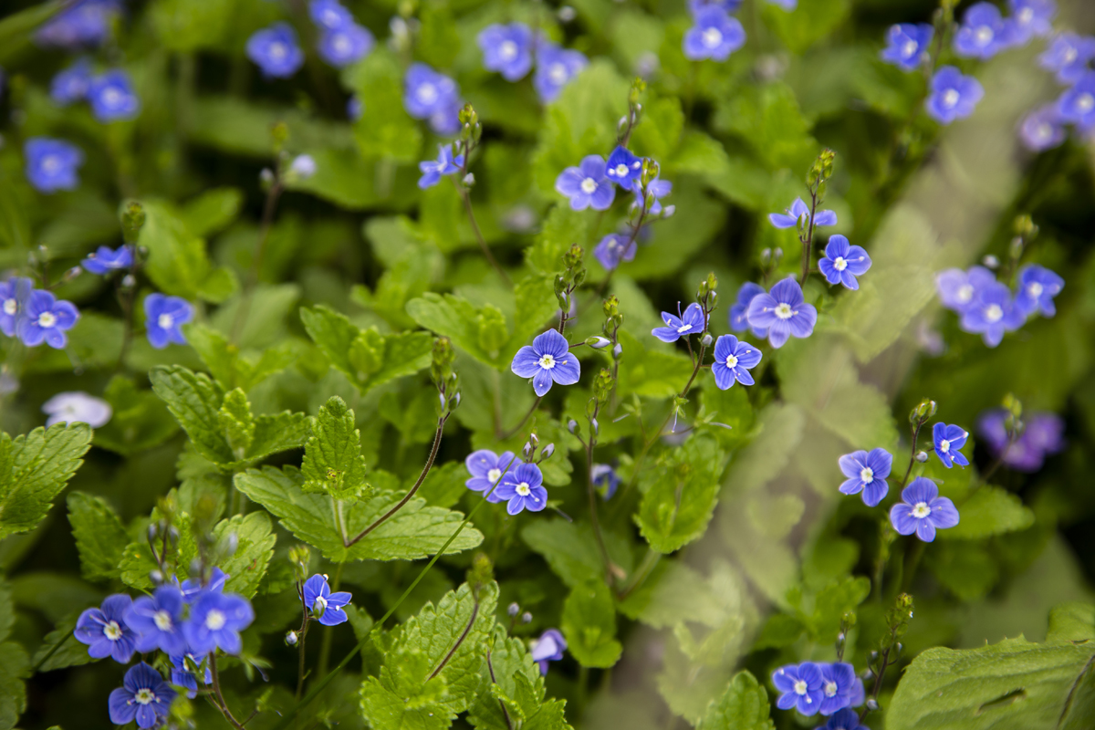 1-117-1089-blaue-augen-blume-blatt-handsigniert-fotokunst_l