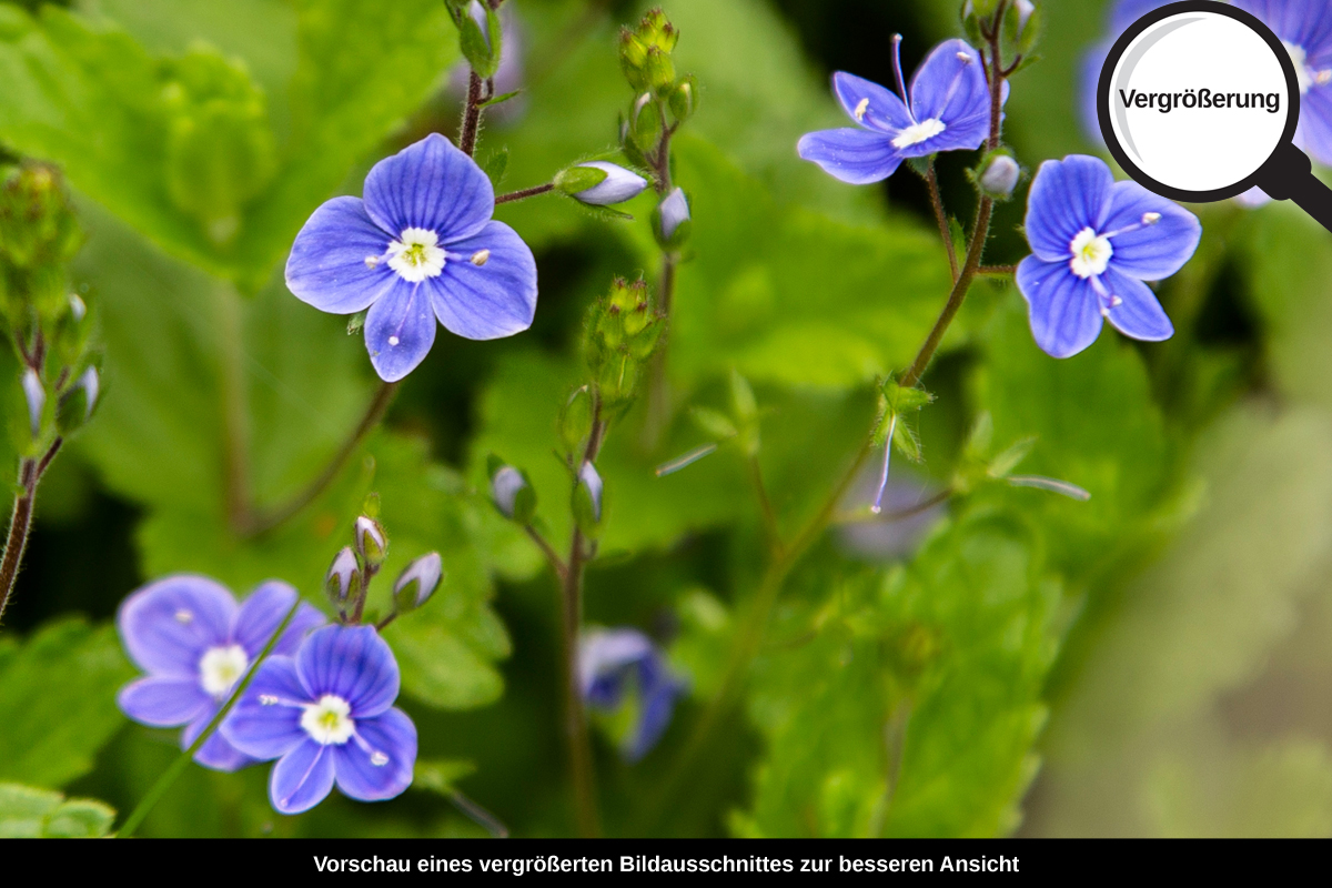 3-117-1089-bild-gross-blaue-augen-blume-blatt_l