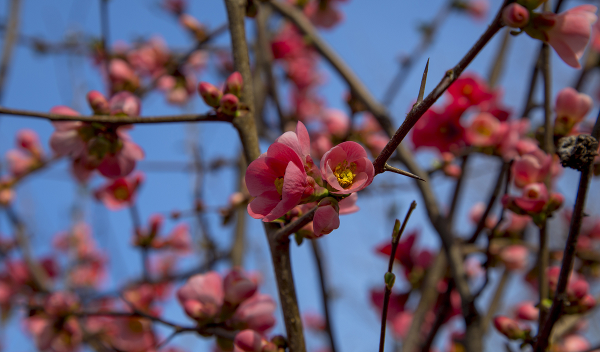 1-104-1350-fruehling-zarte-blumen-himmel-galerie-gemaelde_l