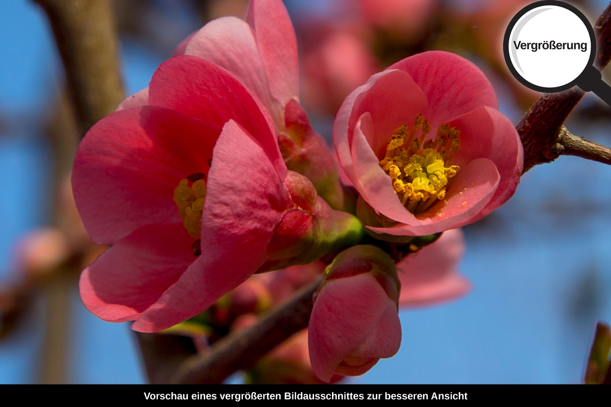 3-104-1350-bild-gross-fruehling-zarte-blumen-himmel_l