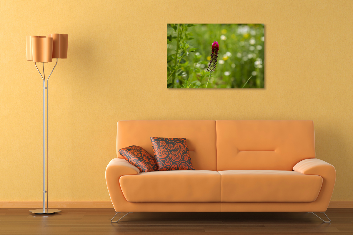 2-117-1087-wohnzimmer-gruen-sommer-bluete-blumenfeld-hochwertige-fotokunst-fotografie_l
