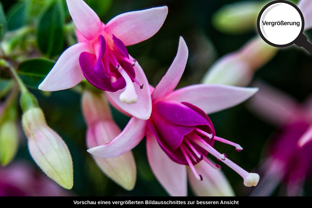 3-104-1353-bild-gross-lila-blume-sommer_l