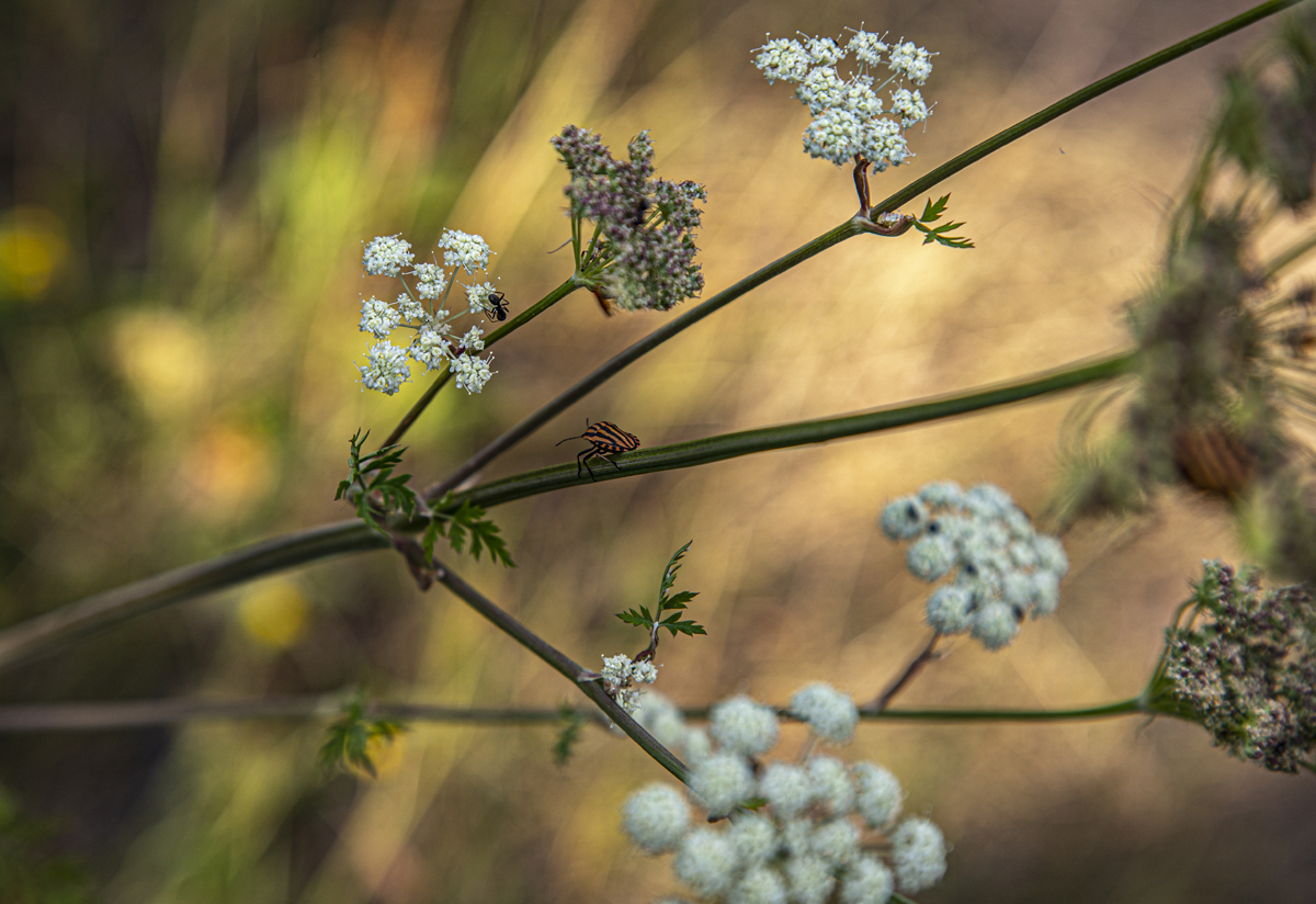 1-104-1382-sommer-bluete-gerahmt-glasbild_l