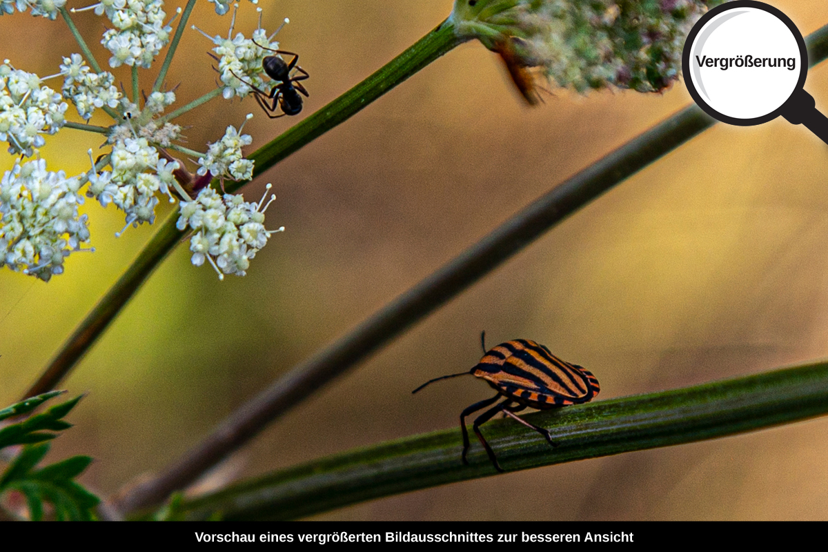 3-104-1382-bild-gross-sommer-bluete_l