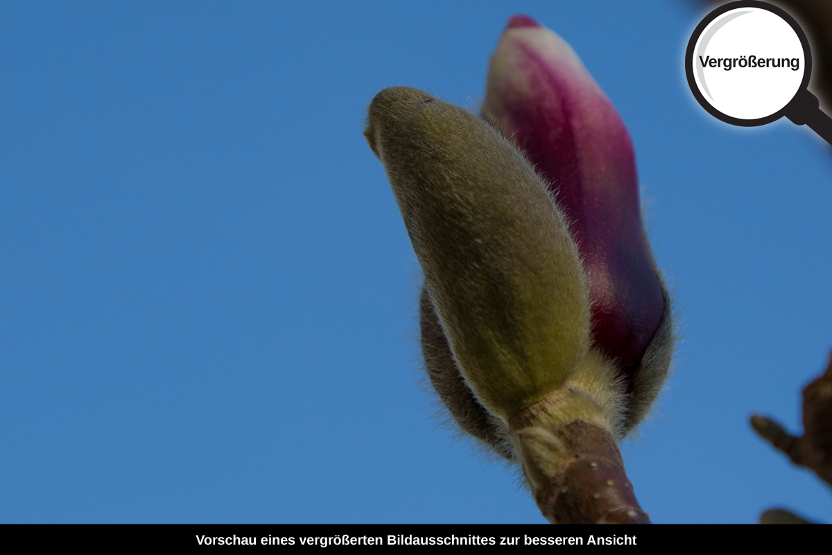 3-104-1428-bild-gross-himmel-knospe_l