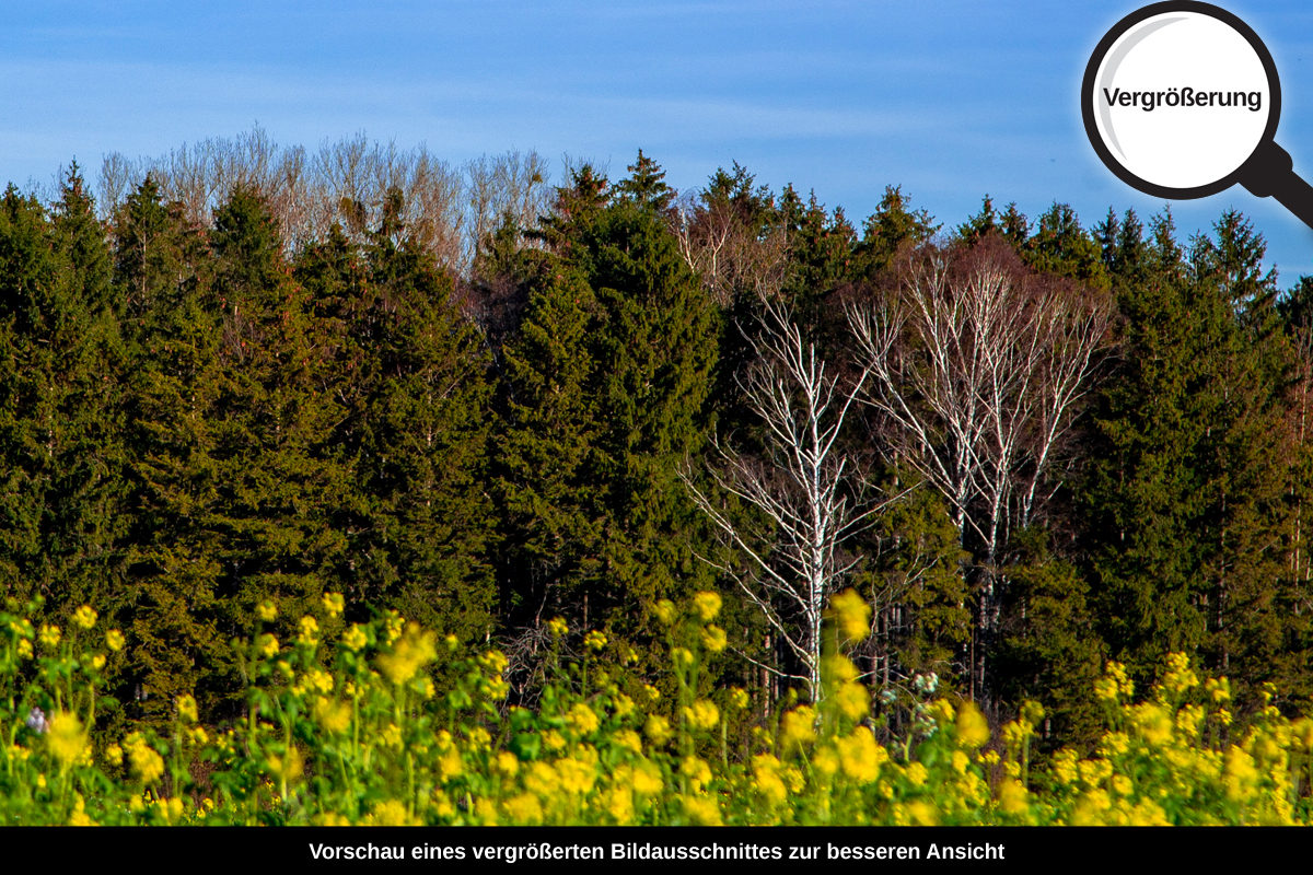 3-105-1412-bild-gross-gelbe-blumen-himmel-wald_l